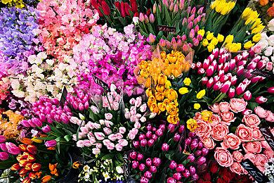 《绿色地狱》免费更新#20“食蚁兽”喔～你的鼻子真长啊！